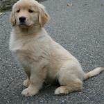 Johnny - Our Traned Golden.